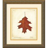 Oak Leaf Framed Print by Meg Page