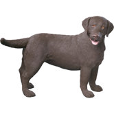 Companion Size Labrador Retriever Sculpture in Chocolate