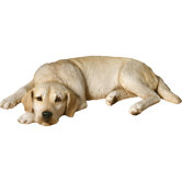 Original Size Sleepy Labrador Retriever Sculpture in Yellow