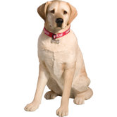 Life Size Large Labrador Retriever Sculpture in Yellow
