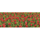 Ultimate Tulips Panoramic Wall Mural