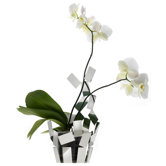 "Stanza Scirocco" Vase Cover