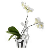 "Stanza Scirocco" Vase Cover in White
