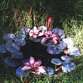 Athena Fountain