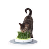 Hagen Cat Treats