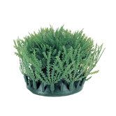 Marina Rootscaper Willow Moss - 2 Pack