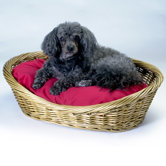 Medium Wicker Dog Basket