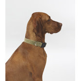 Dog Collar
