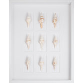 White Spindle Shells Art