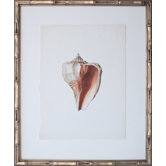 Vintage Shell II Art