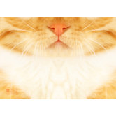 Cat Sniffing Notebook