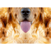 Dog Sniffing Notebook