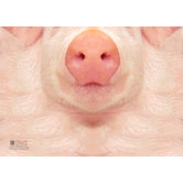 Pig Sniffing Notebook