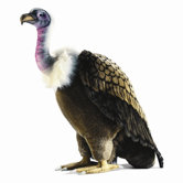 Extra Large Life Size Vulture Stuffed Animal