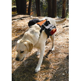 Wander Dog Pack in Black / Orange