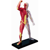 4D-Vision Human Muscle and Skeleton Anatomy Model