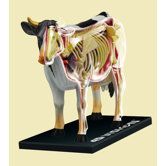 4D-Vision Cow Anatomy Model