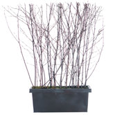 Floral Birch Windowsill Planter