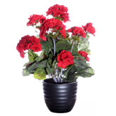 Floral Geranium