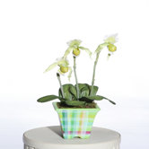 Floral Lady Slipper Orchid