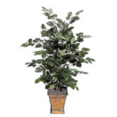 Beech Bush