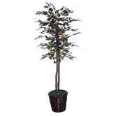 Nisswa Berry Economy Mystic Ficus Tree