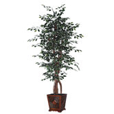 Blue Ridge Fir Square Executive Variegated Tree