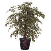 Blue Variegated Smilax Tree