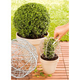 Ball Boxwood Grid (Set of 2)