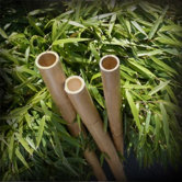3 Bamboo Stalks