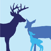 Animal - Deer Stretched Wall Art