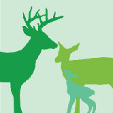 Animal - Deer Stretched Wall Art