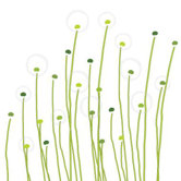 Imagination - Dandelion Stretched Wall Art