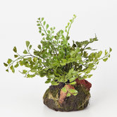Maidenhair Fern Plant Drop-In