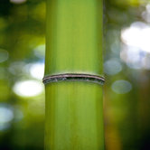 Deco Glass Bamboo III Wall Decor