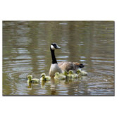 Ducks by Kurt Shaffer, Canvas Art - 16" x 24"