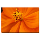 Orange Flower by Kurt Shaffer, Canvas Art - 18" x 24"
