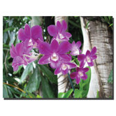 Purple Orchid by David Canvas Art
