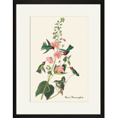 Anna's Hummingbird Framed and Matted Print