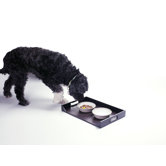 Dog Feeding Platter