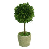 Boxwood Single Mini Topiary