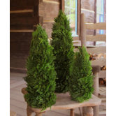 Cypress Cone Topiary (Set of 3)