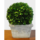 Boxwood Ball