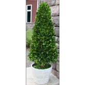 Boxwood Cone