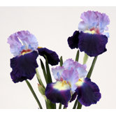 Silk Iris in Tall Footed Flared Vase