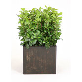 Silk Pittosporum in Box