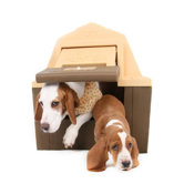 DP Hunter Dog House