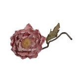 Pink Flamingo Poppy Flower