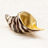 Glass Shell Sculpture