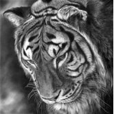 A Shadow Falls by Peter Williams Wall Art